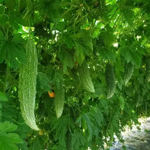 [25년산] 정읍농부의 국내산 생여주 5kg (당일수확)