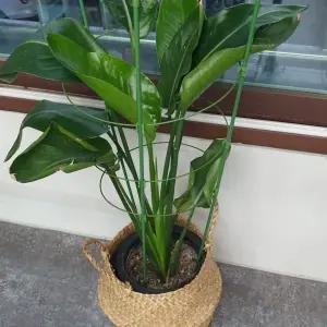 원형 화분 식물 지지대 75cm/줄기/받침대/원예용/꽃/정원/가드닝/꽃받침/지주대/화초/울타리/받침/원예