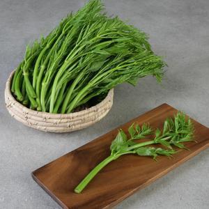 [혜택 12,940원]무주 반딧불 여름 두릅 500g+500g(총1kg) 산지발송 나물