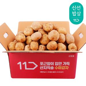 [품질보장] 25년산 햇 감자 중 5kg