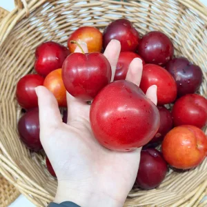 와촌 고랭지 프리미엄 대석자두 1kg/2kg 노지 햇자두