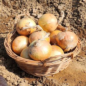 [혜택가 6,290원]알담 해남 햇 양파 중과 3kg 외 5/10kg 만생종