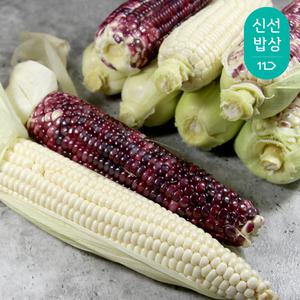 [품질보장] 태백 고랭지 강원도 찰옥수수 ( 미백 / 흑찰 )