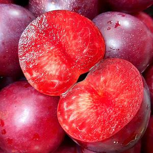단 7일판매, 체리+자두 신품종 체리자두 1kg(개당 35-45g내외)소과
