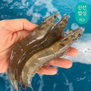 [품질보장] 이순신수산 국내산 흰다리새우 제철 생물 활새우 1kg (39-45미)
