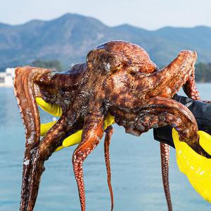 [대한민국농수산] 자연산 생물 돌문어 1.5kg