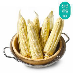 [혜택가 13,520원] 괴산 대학 찰옥수수 특상품 (16cm~20cm) 22입 / 본격 첫 출하