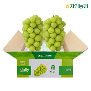 [농할18,730원] 자인농협 데일리 샤인머스켓 1.5kg 2-3송이 농협정품
