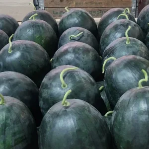 아삭한 정품 수박 , 고당도 흑수박 택