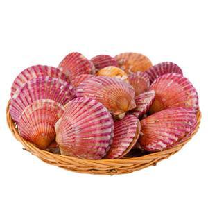 청정 통영 앞바다 홍가리비 4kg