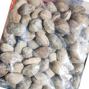 피바지락 600g 식자재 식재료 대용량 업소용 식당용