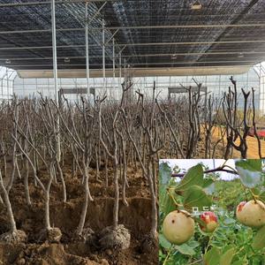 왕대추나무 묘목 (결실주) R4전후 분묘 다왕자오 유실수