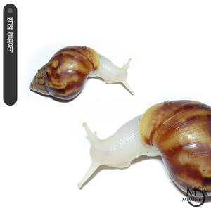 백와달팽이 1마리/자연학습/어린이날 선물