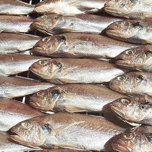 서천어부 담백하고 촉촉하게 말린 반건조 백조기 10미