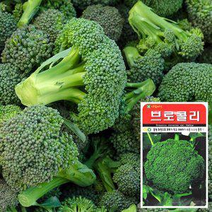 [화분월드]브로콜리 씨앗 (100립)  채소씨앗 야채씨앗 상추씨앗