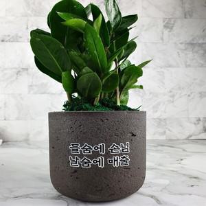 시멘트 아무말대잔치 승진선물 개업식화분 축하 화환 꽃배달 생일 꽃바구니배달 꽃다발 생화