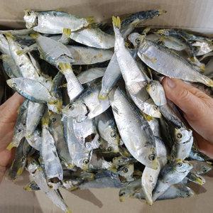국산 햇 국물용 디포리 (상급) 300g 500g 1kg 1.5kg / 국내산 육수용 밴댕이 국물요리 건 마른 다시 멸치