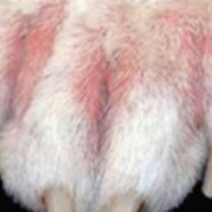 강아지발사탕스프레이 강아지 산책스프레이 핥음방지 각질로션 개향수