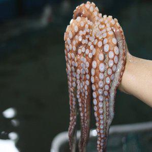 당일조업 활 돌문어 1kg 남해안 최상급 문어 (1~3미 내외)