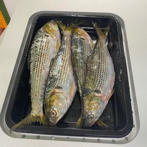 고소한 풍미 국내산 전어 구이용 1kg (4-5미 내외) /
