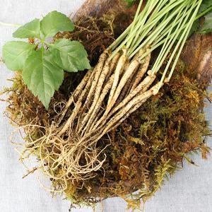 영동 건강한 새싹삼(중)30뿌리