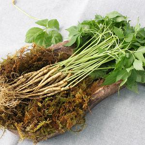영동 건강한 새싹삼(소)100뿌리