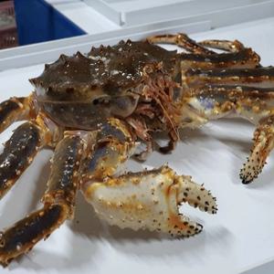 러시아 블루킹크랩 자숙 특A급 수율보장 프리미엄 2kg