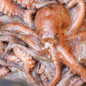 [통영수산물시장] 통영 자연산 돌문어 1kg (12미)