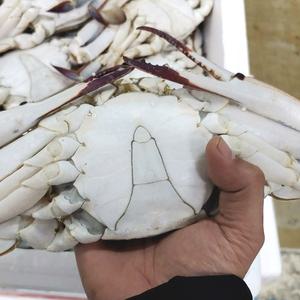 냉동꽃게 연평도 꽃게찜용 급냉 숫꽃게 3미 1kg