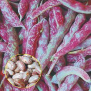 얼룩 난쟁이 강남콩 채소 씨앗 씨 종자 품종 콩 600g (WFGOMP3)