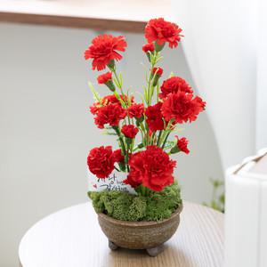 어버이날 스프레이 카네이션 화분set 13x28cm 인테리어 조화 감사 꽃 선물 스승의날 테이블 장식