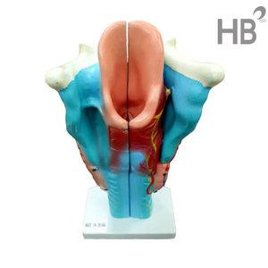 3배확대 후두모형 HEJP3002 / 인체모형 실습 과학기자재 신체