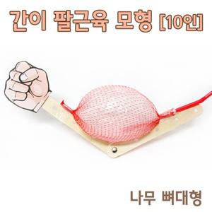 간이 팔근육 모형만들기(10인)