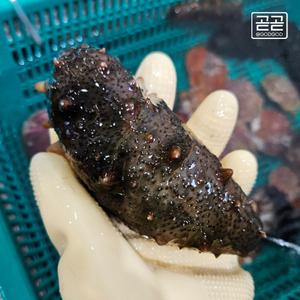 제철 통영 해삼 자연산 싱싱한 해삼 당일채취 500g