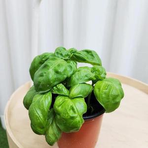 스위트 바질 10cm 5개 기분좋은 싱그러운향 허브의왕 인테리어 키우기 식용 실내화분 모종