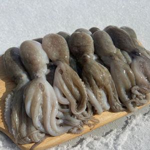 서해안 조업 대왕 선동 쭈꾸미 1kg(12미 내외/ 암수랜덤)