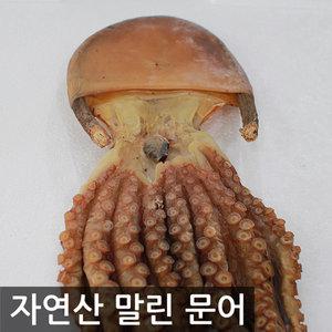 말린문어 마른문어 건문어 피문어 돌문어 40cm 남해안산