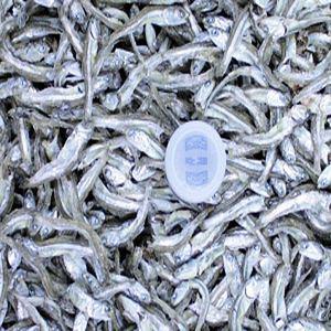 소멸치 고바 500g 특품 통영에서직접잡은 대멸치 통영멸치 멸치 세멸치 볶음멸치