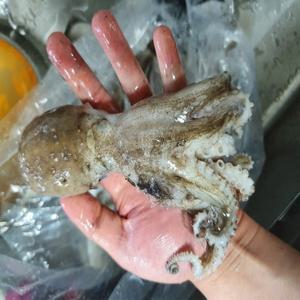 대왕 사이즈 급냉 냉동 주꾸미 1kg 9~12미내외
