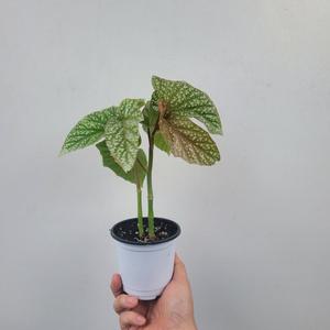 플랜테리어 거실화분 스노우캡 베고니아 수입식물 소품 15-30cm 45
