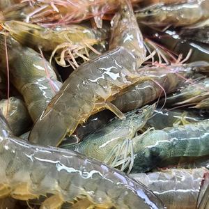 덕수네 식탁 신안 활새우 1kg