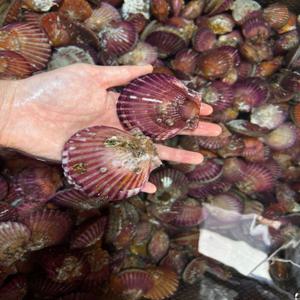 통영 산지 달달한 세척 홍가리비 1kg