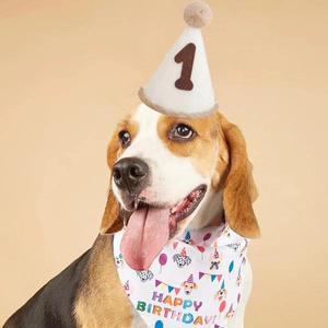 강아지모자 애견 소형견 중형견 대형견 모자 반려동물 생일 모자 부직포 원단 번호 모자 머리띠 펠트 디지