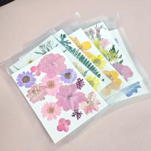 압화 드라이플라워 컬러믹스 압화꽃 생화 잎 누름꽃 /압화꽃/누름꽃/압화공예/조화꽃/모루꽃/켈리그라피/공