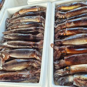주문진 국내산 비손질 생물 오징어 한입오징어 10~16마리 1kg 통오징어