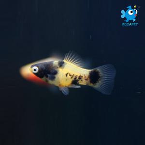 범블비 플래티 5+1마리[암수랜덤발송]
