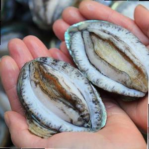 청정 완도산 일반형 2kg 전복 선물세트(고급가방포장)