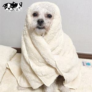 초코펫하우스 펫타올 베이지 중형 강아지 목욕용품 애완동물 애견용품