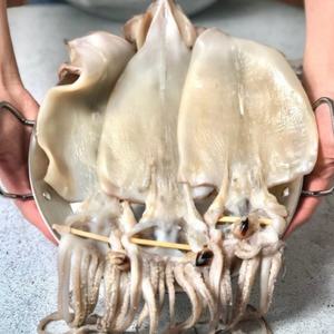 포항 구룡포 반건조 오징어 피데기 10미 1.1kg/1.3kg/1.5kg/1.8kg 원양산