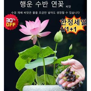 수경 연꽃 관상용 꽃씨앗 연꽃 수반 실내 수경식물 동전연꽃